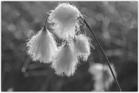 Tablou - Iarba de bumbac (90x60 cm)