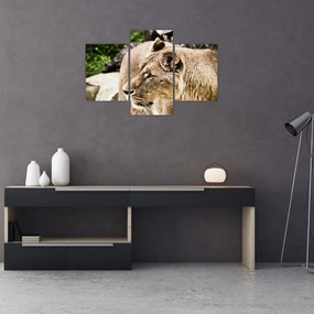 Tablou cu leoaică (90x60 cm)