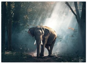 Tablou cu elefant în djunglă (70x50 cm)
