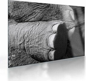 Tablou pe sticlă - Picior de elefant (70x50 cm)