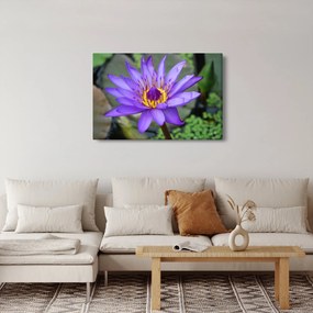 Tablou - Floare violet (90x60 cm)