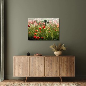 Tablou pe sticlă cu maci (70x50 cm)