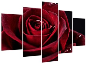 Tablou - Trandafir roșu (150x105 cm)