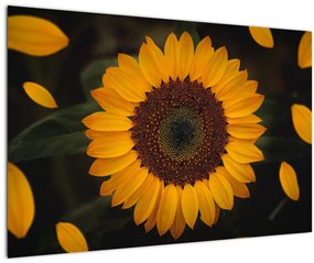 Tablou - Floarea soarelui și petale (90x60 cm)