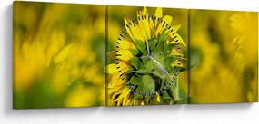 Tablou cu floarea soarelui (cu ceas) (90x30 cm)