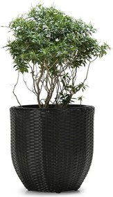 Ghiveci LILY antracit