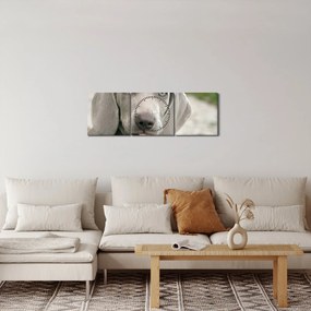 Tablou - cățeluș weimaraner (cu ceas) (90x30 cm)