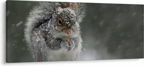 Tablou - Veveriță iarna (120x50 cm)