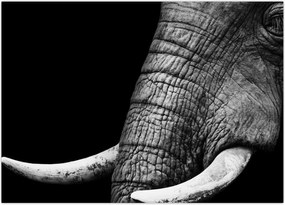 Tablou - Colți de elefant (70x50 cm)