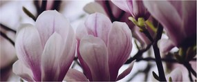 Tablou - Magnolie (120x50 cm)