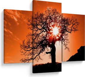Tablou - Fag la apus de soare (90x60 cm)