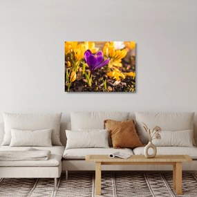 Tablou pe sticlă cu floare violetă (70x50 cm)