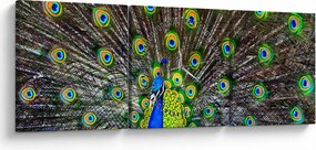 Tablou - Păun (cu ceas) (90x30 cm)