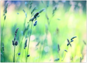 Tablou - Detaliu pajiște (70x50 cm)