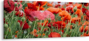 Tablou din câmp cu maci (120x50 cm)