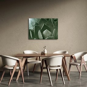 Tablou - Agave verde (70x50 cm)