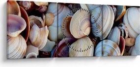 tablou cu scoici (cu ceas) (90x30 cm)