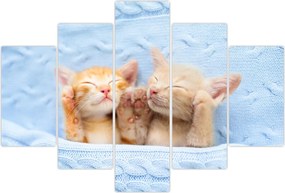 Tablou - Pisicuțe adormite (150x105 cm)