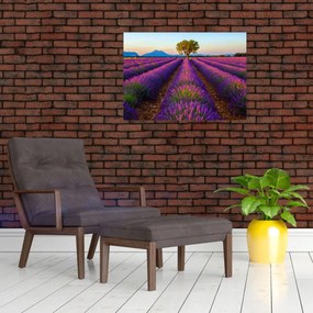 Tablou - Câmp de lavandă (70x50 cm)