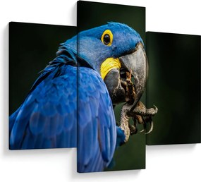 Tablou cu papagal (90x60 cm)