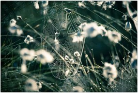 Tablou - Pânză de păianjen (90x60 cm)