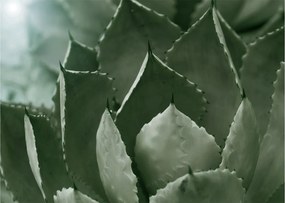 Tablou pe sticlă - Agave verde (70x50 cm)