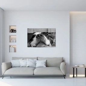 Tablou cu câine (90x60 cm)