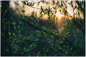 Tablou - Soarele strălucind printre crengile copacilor (90x60 cm)