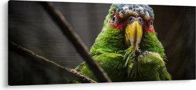 Tablou cu papagal (120x50 cm)