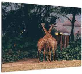 Tablou pe sticlă cu două girafe (70x50 cm)