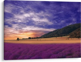 Tablou cu lunca cu lavandă (70x50 cm)