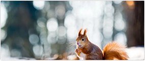 Tablou - Veveriță (120x50 cm)