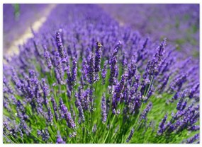 Tablou - lavanda (70x50 cm)