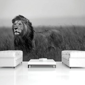 Fototapet - Leu (152,5x104 cm)