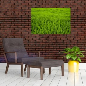 Tablou cu iaraba (90x60 cm)