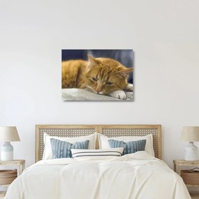 Tablou pe sticlă cu pisica (70x50 cm)