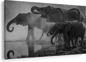 Tablou cu elefanți - albnegru (90x60 cm)