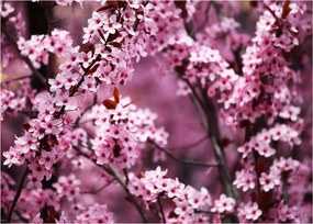 Tablou - Sakura roz (70x50 cm)