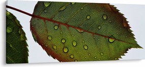 Tablou - Frunze de trandafir (120x50 cm)