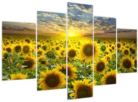 Tablou - Floarea-soarelui la apus de soare (150x105 cm)