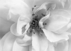 Tablou - Floare,alb-negru (70x50 cm)