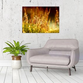 Tablou - Detaliu rouă (70x50 cm)