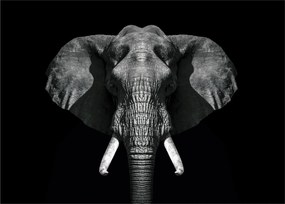 Tablou pe sticlă - Elefant pe fundal negru (70x50 cm)