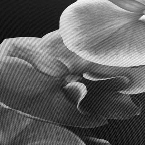 Tablou floare de orhidee (90x60 cm)