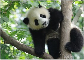 Tablou - Panda in copac (70x50 cm)