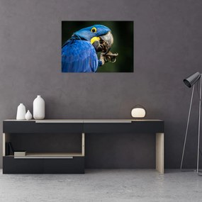 Tablou pe sticlă cu papagal (70x50 cm)