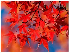 Fototapet - Red japanese maple