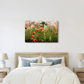 Tablou cu maci (90x60 cm)