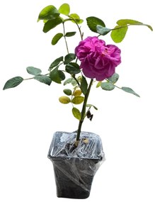 Trandafir de dulceata ( Damasc)