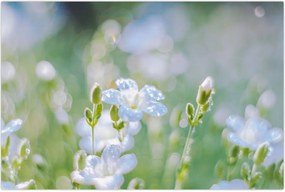 Tablou - Flori delicate (90x60 cm)